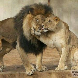 Meet your Posher, Noel